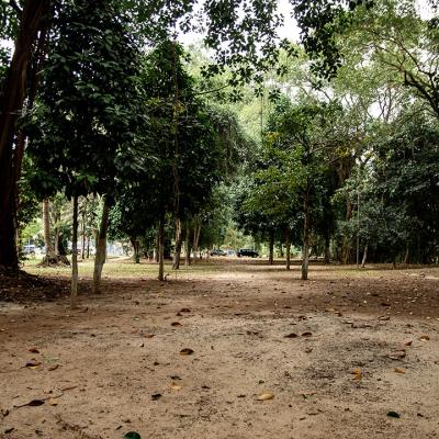 Bosque